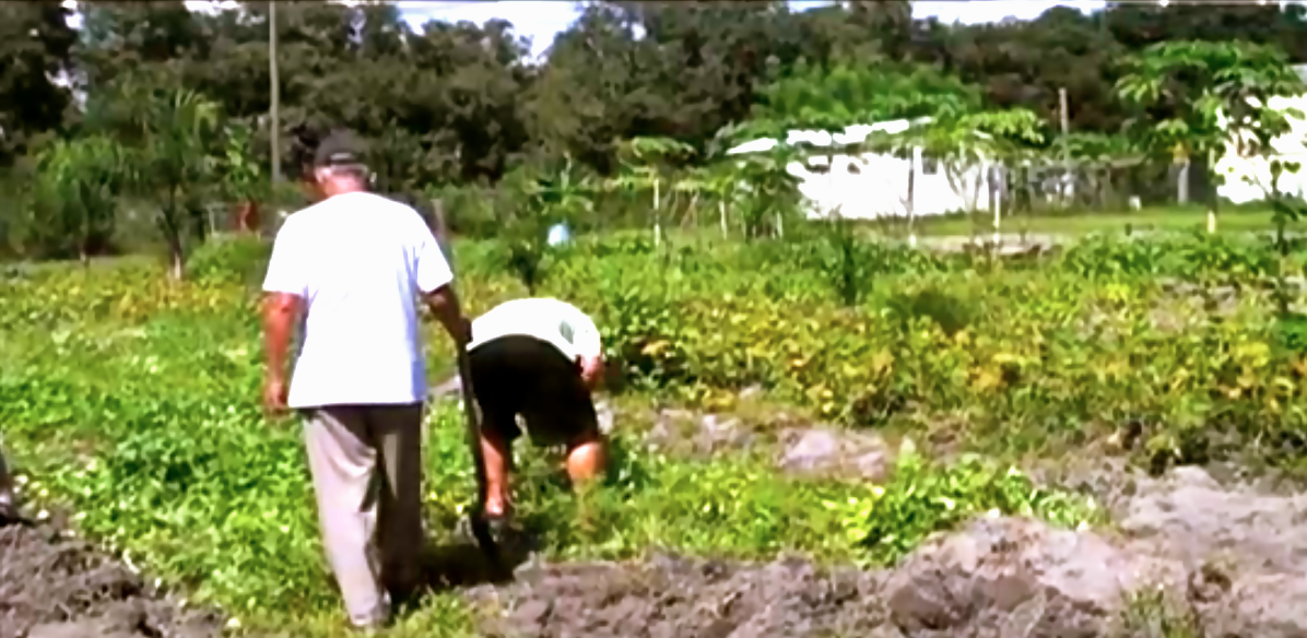 Refugees Work At Tampa Bay Garden